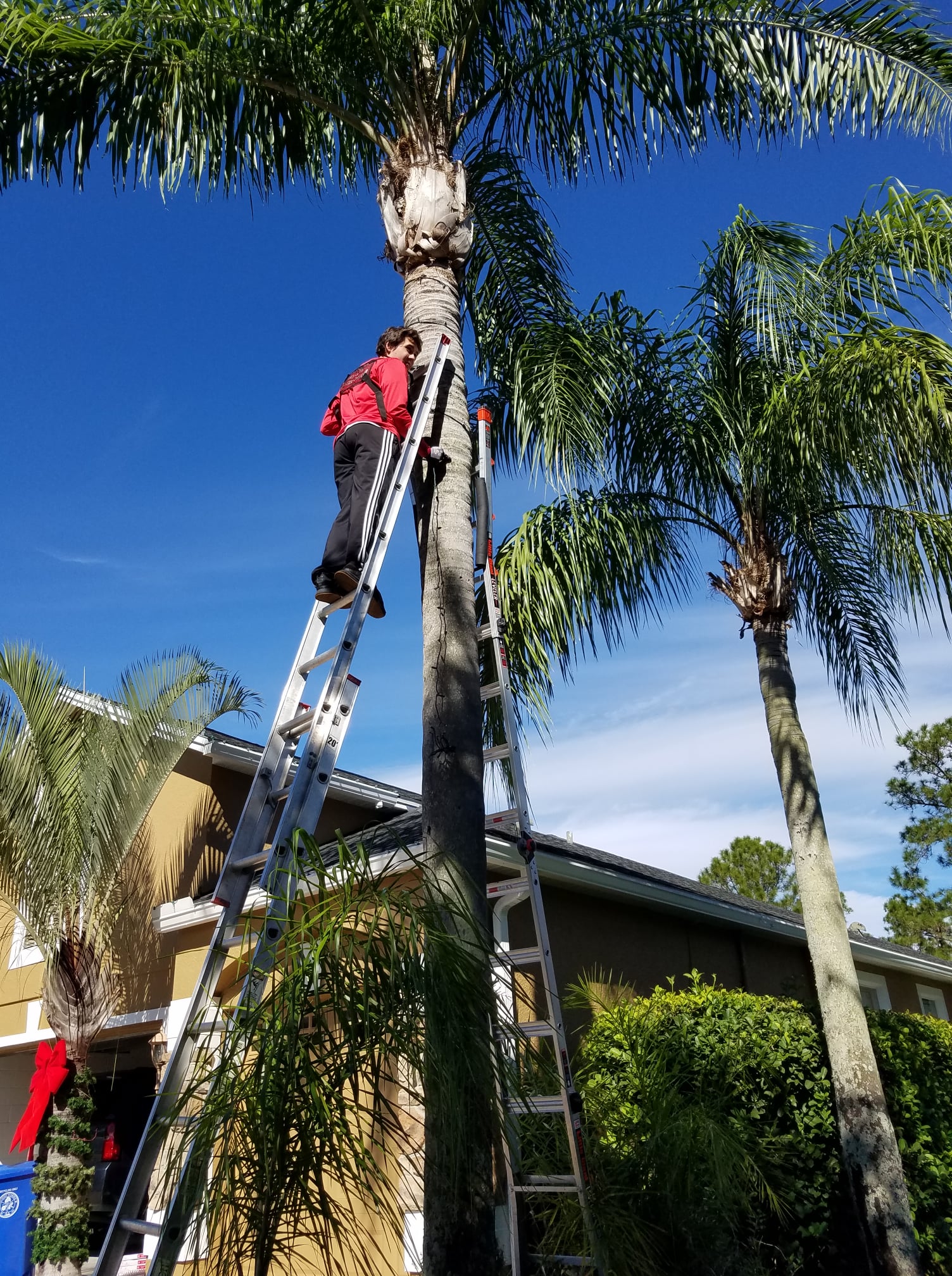 christmas light installation on a palm tree