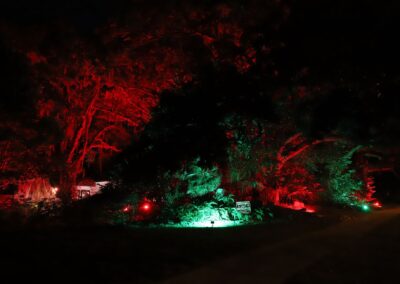 foliage with red and green christmas lights