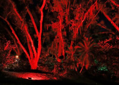 red christmas lights on trees